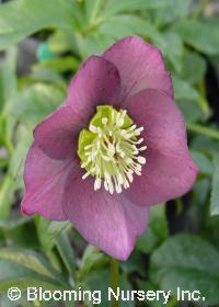 Helleborus x hybridus 'Melody'